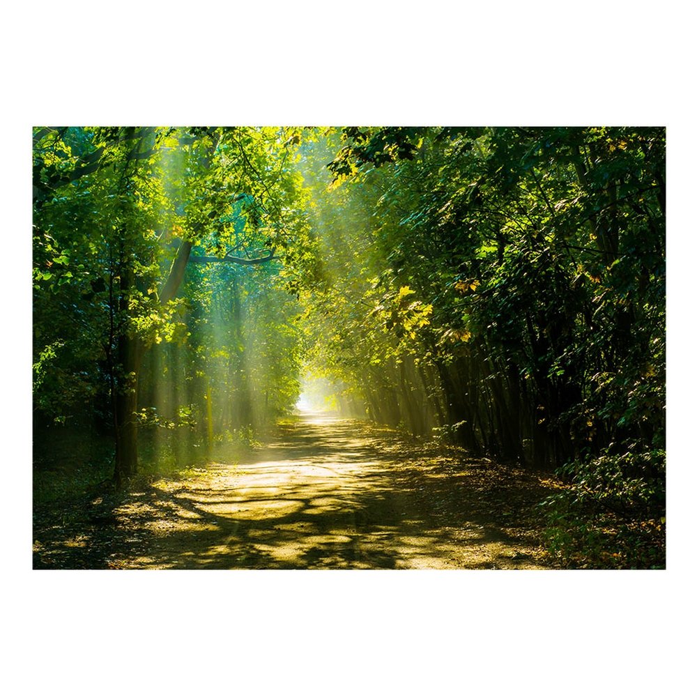 Fototapet Arkiio Självhäftande Road In Sunlight