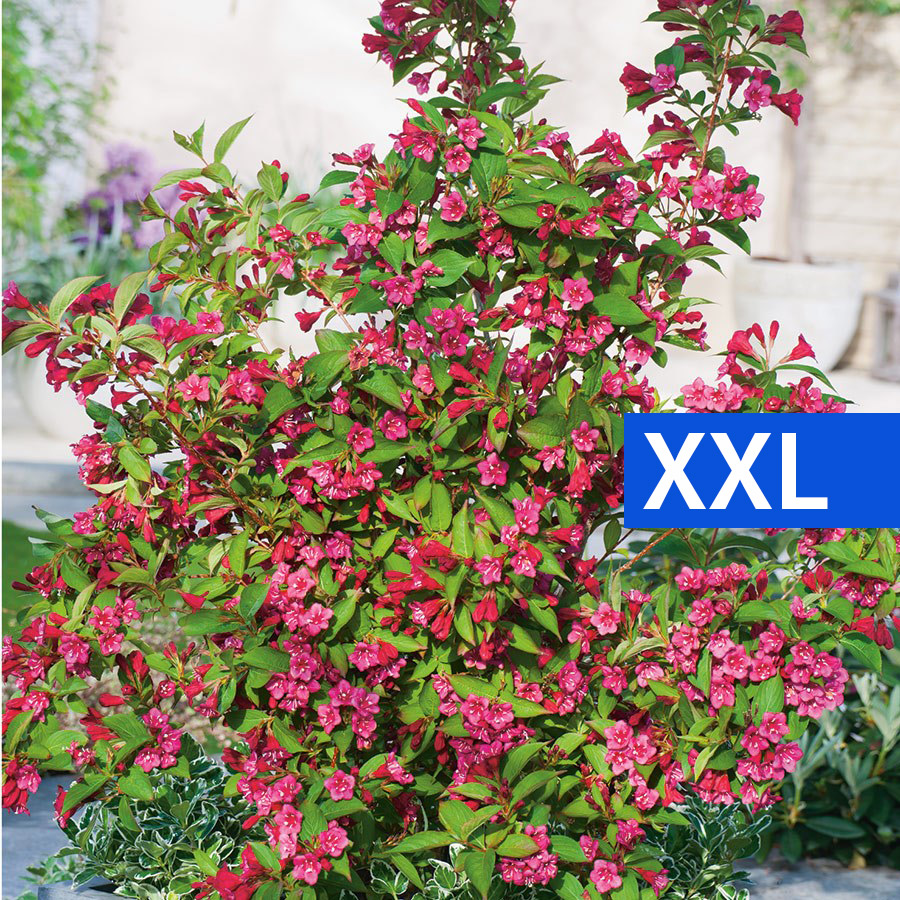 Prydnadsbuske Trädgårdsprakttry Omnia Garden 125-150cm