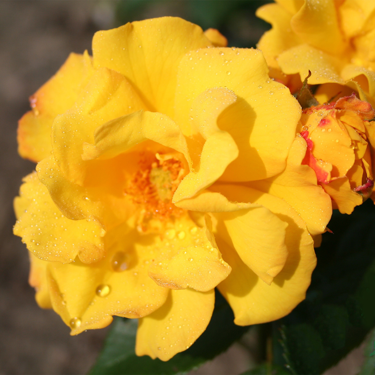 Flerblommig Rabattros Omnia Garden Goldmarie