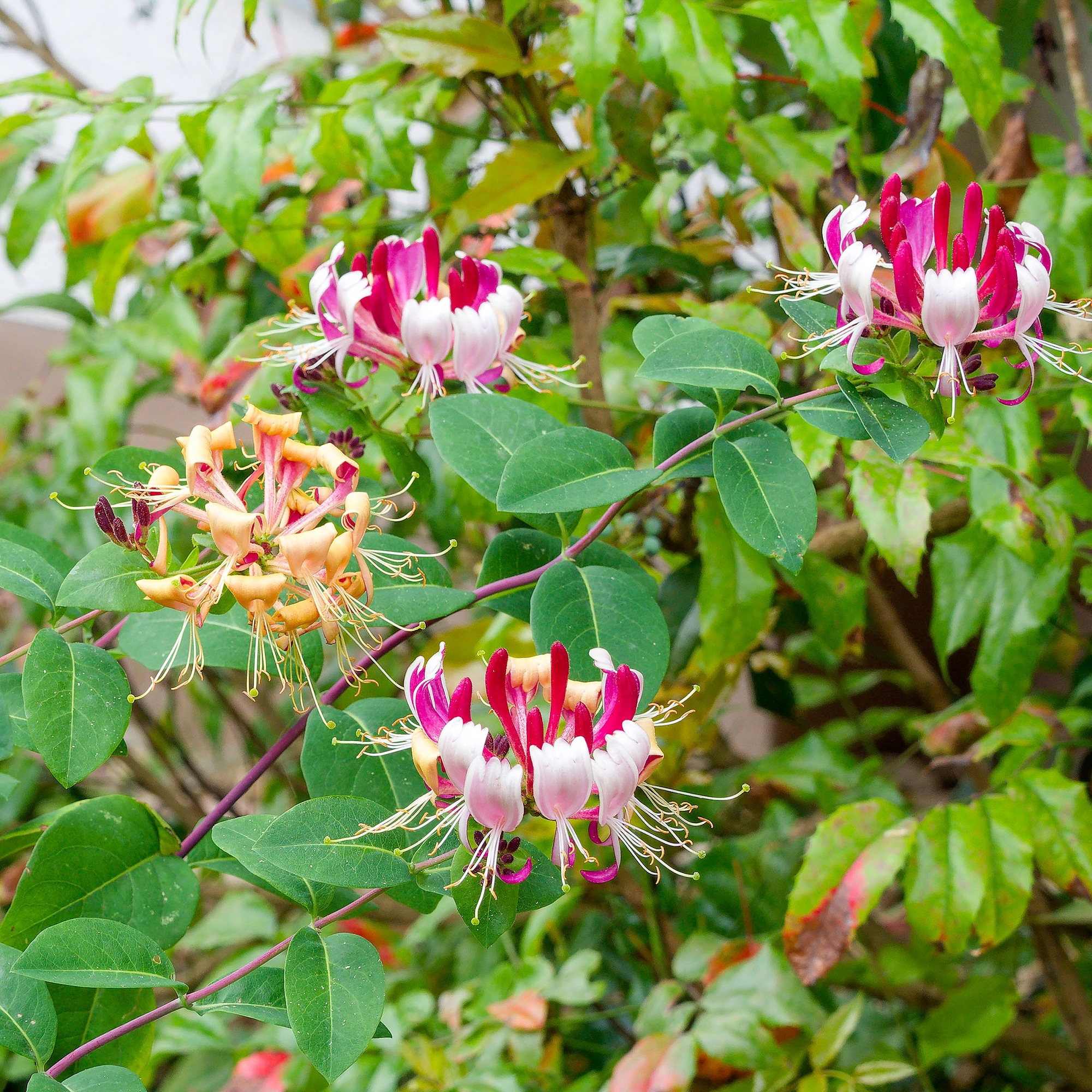 Klätterväxt Blomsterkaprifol Omnia Garden Goldflame 40-60 cm