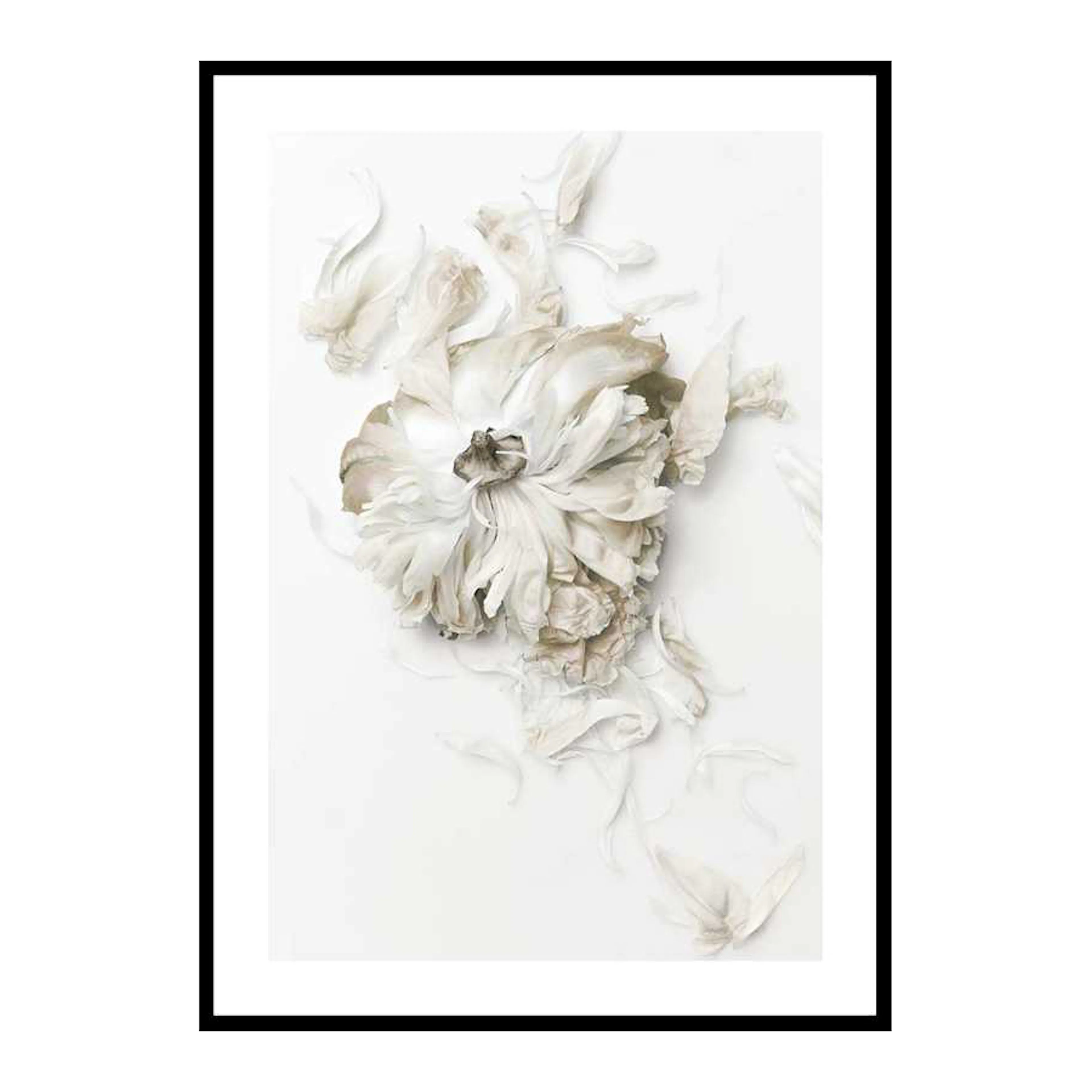 Peony Petals No1 30x40 cm