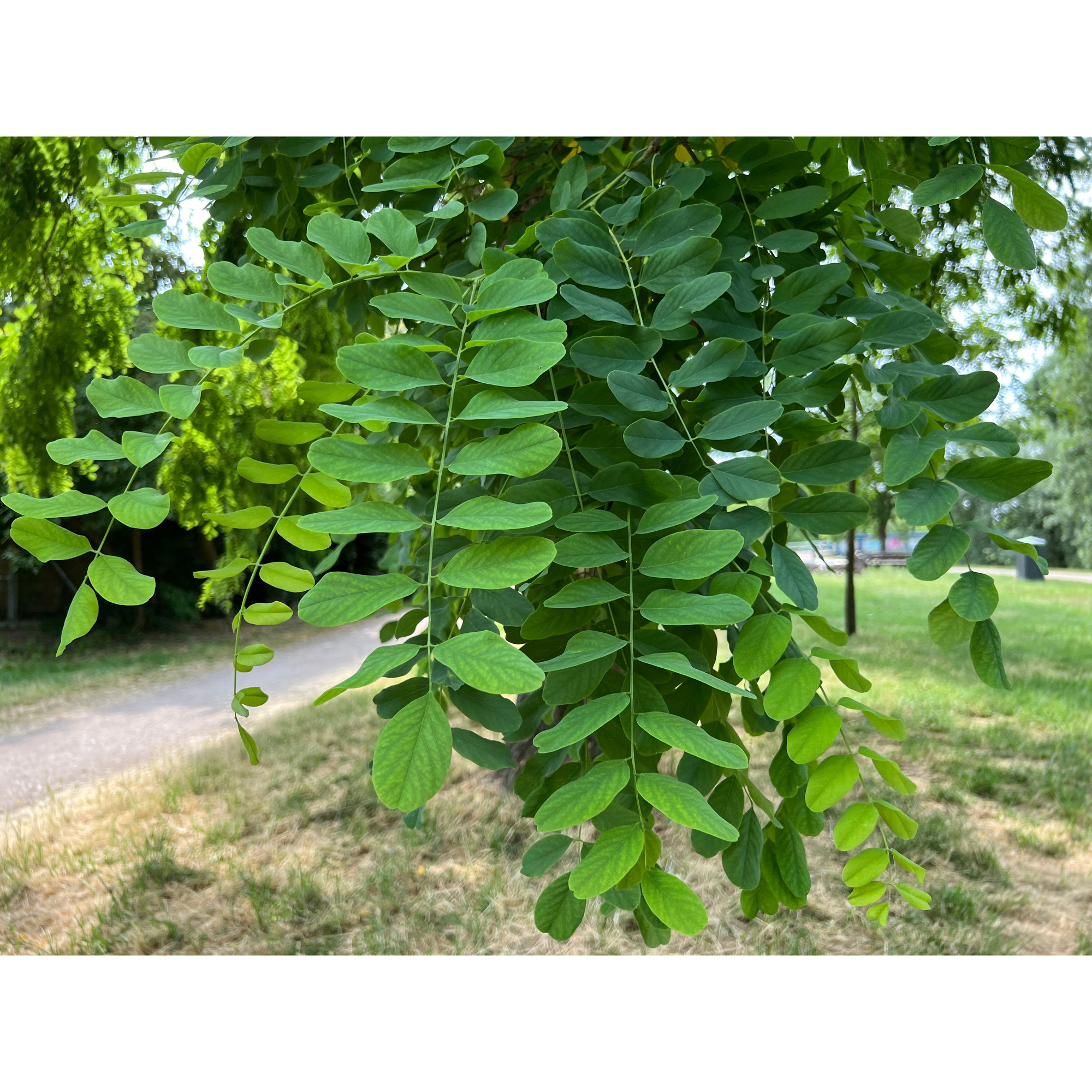 Prydnadsträd Omnia Garden Klotrobinia