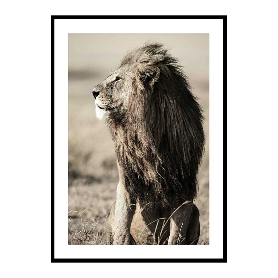 Poster Gallerix Lion In Profile