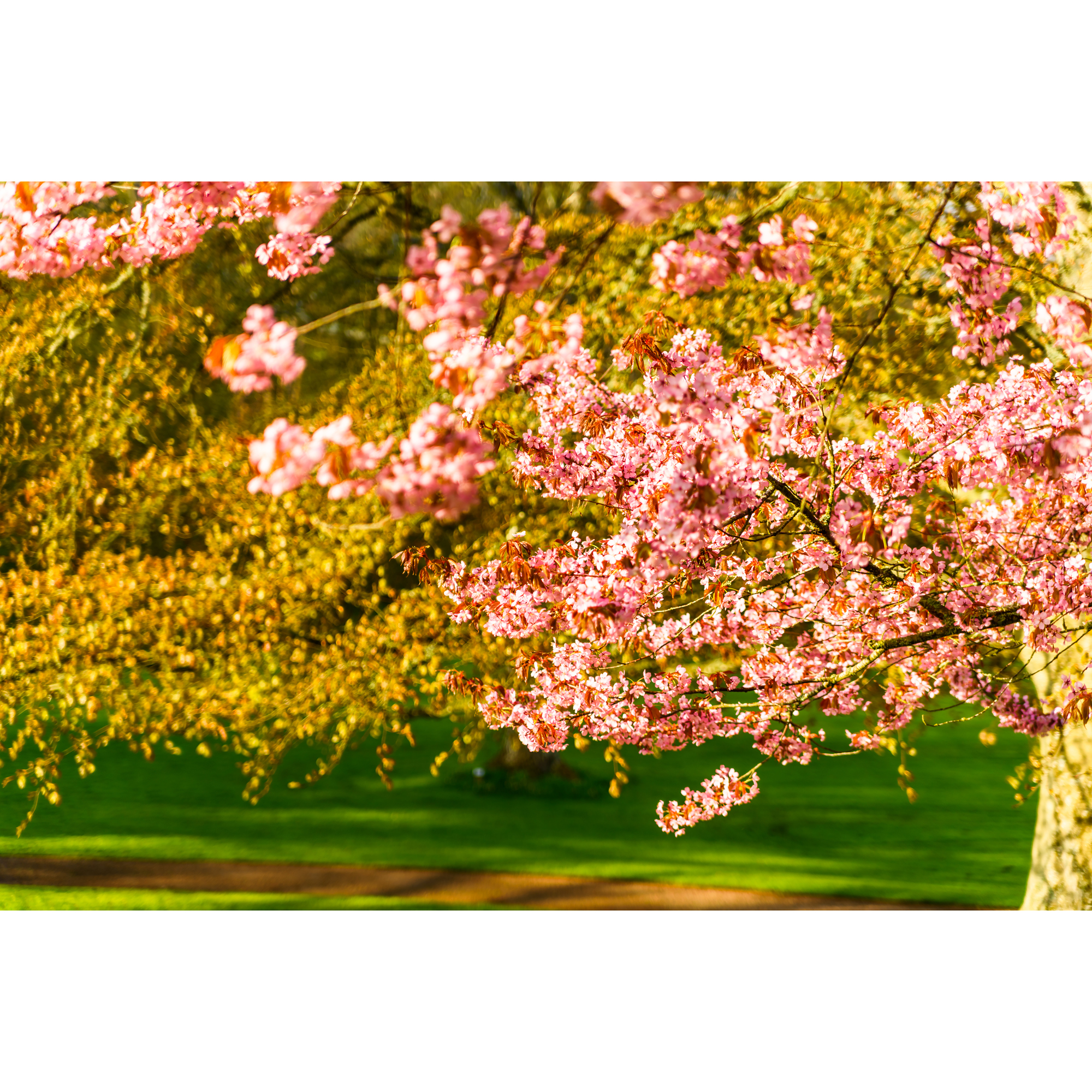 Bergkörsbär Omnia Garden Japanskt Prydnadsträd 300-400 cm, Rosa/Mörkröd Blomning, Alleträd, Högstamsträd