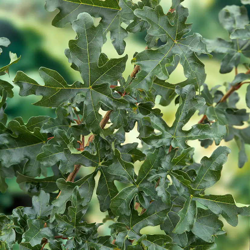 Buske Omnia Garden Naverlönn 50-80 cm