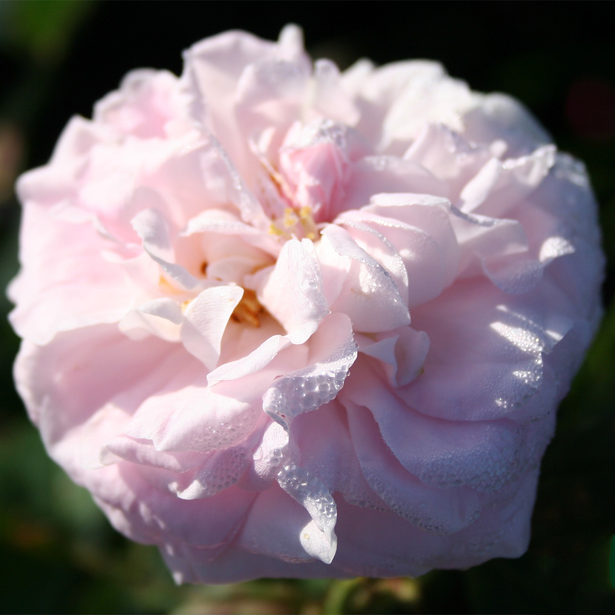 Storblommig Buskros Omnia Garden Maidens Blush