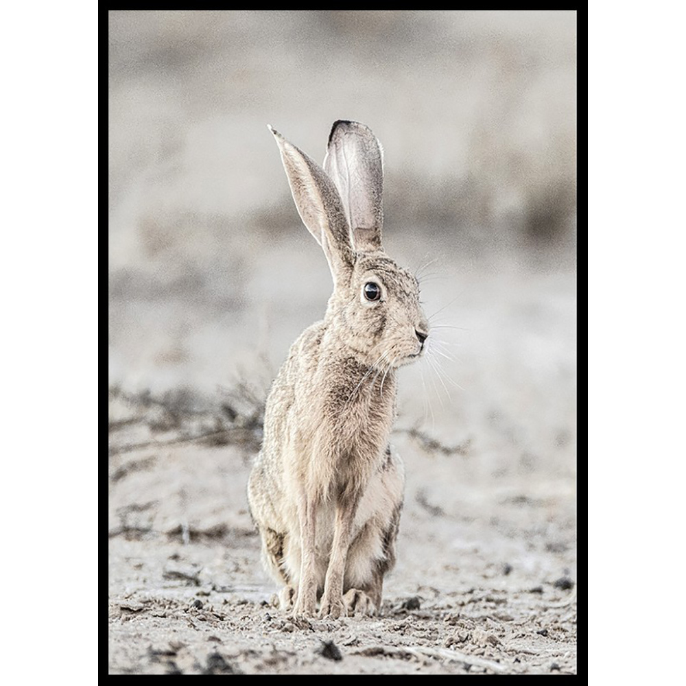 Poster Gallerix Hare Up Close