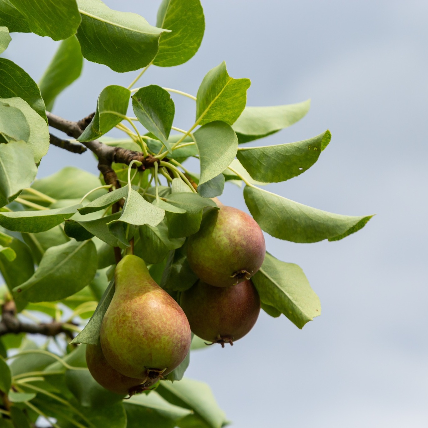 Päronträd Omnia Garden Pyrus Communis Gråpäron