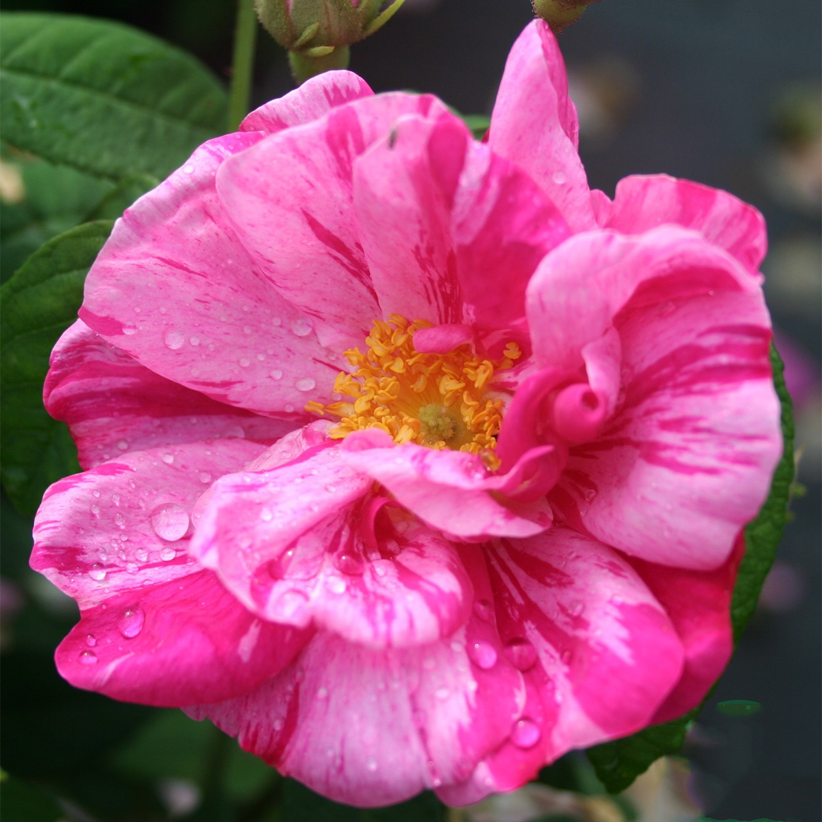 Storblommig Buskros Omnia Garden Mundi