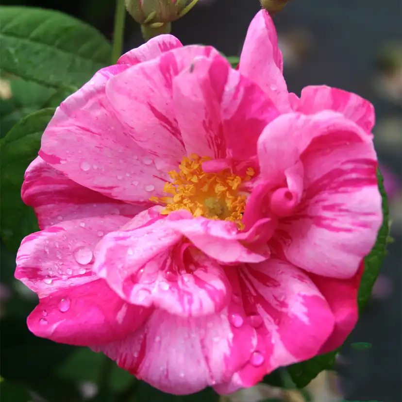 Storblommig Buskros Omnia Garden Mundi