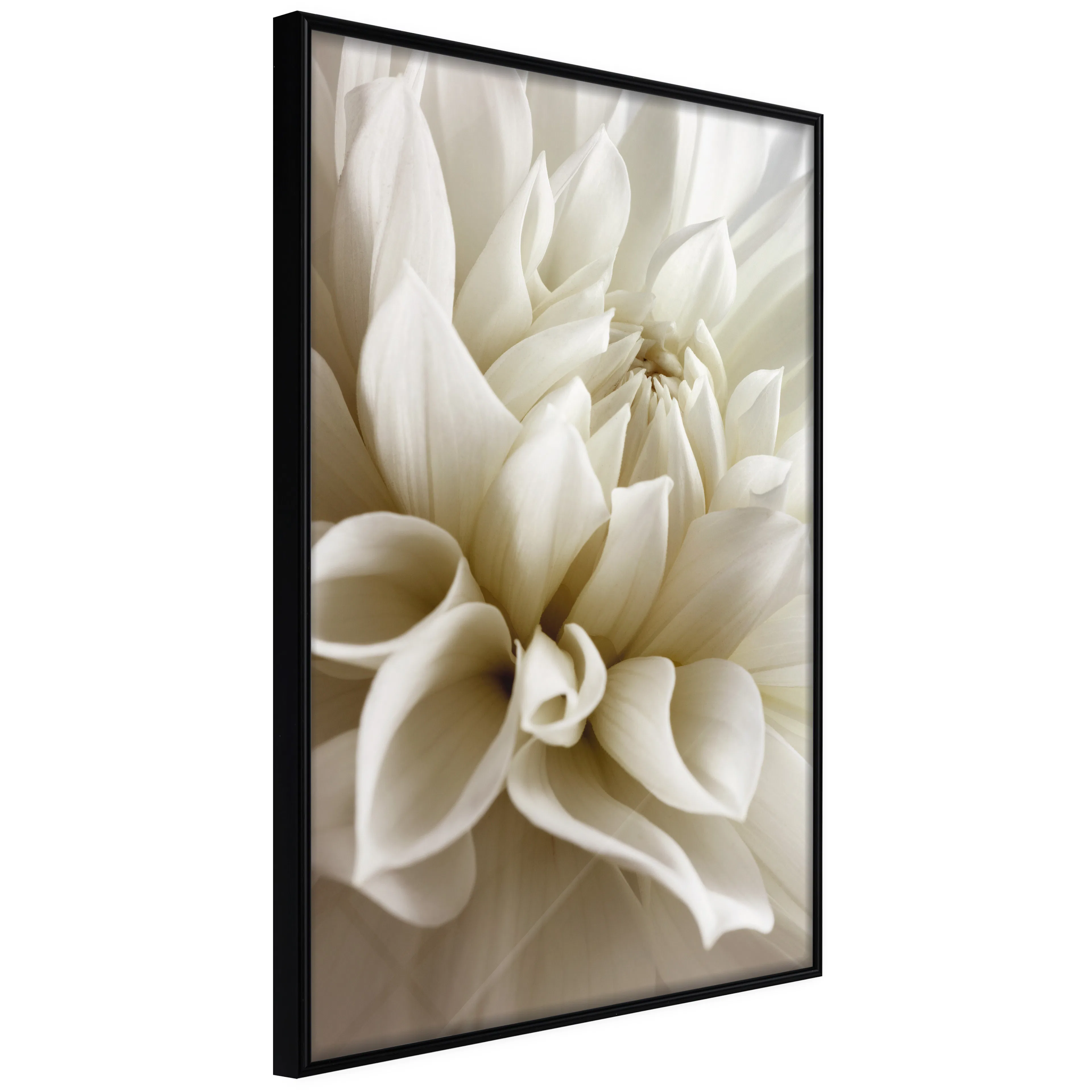 Affisch - Beautiful Dahlia [Poster] 30x45 Svart ram, 30x45 cm