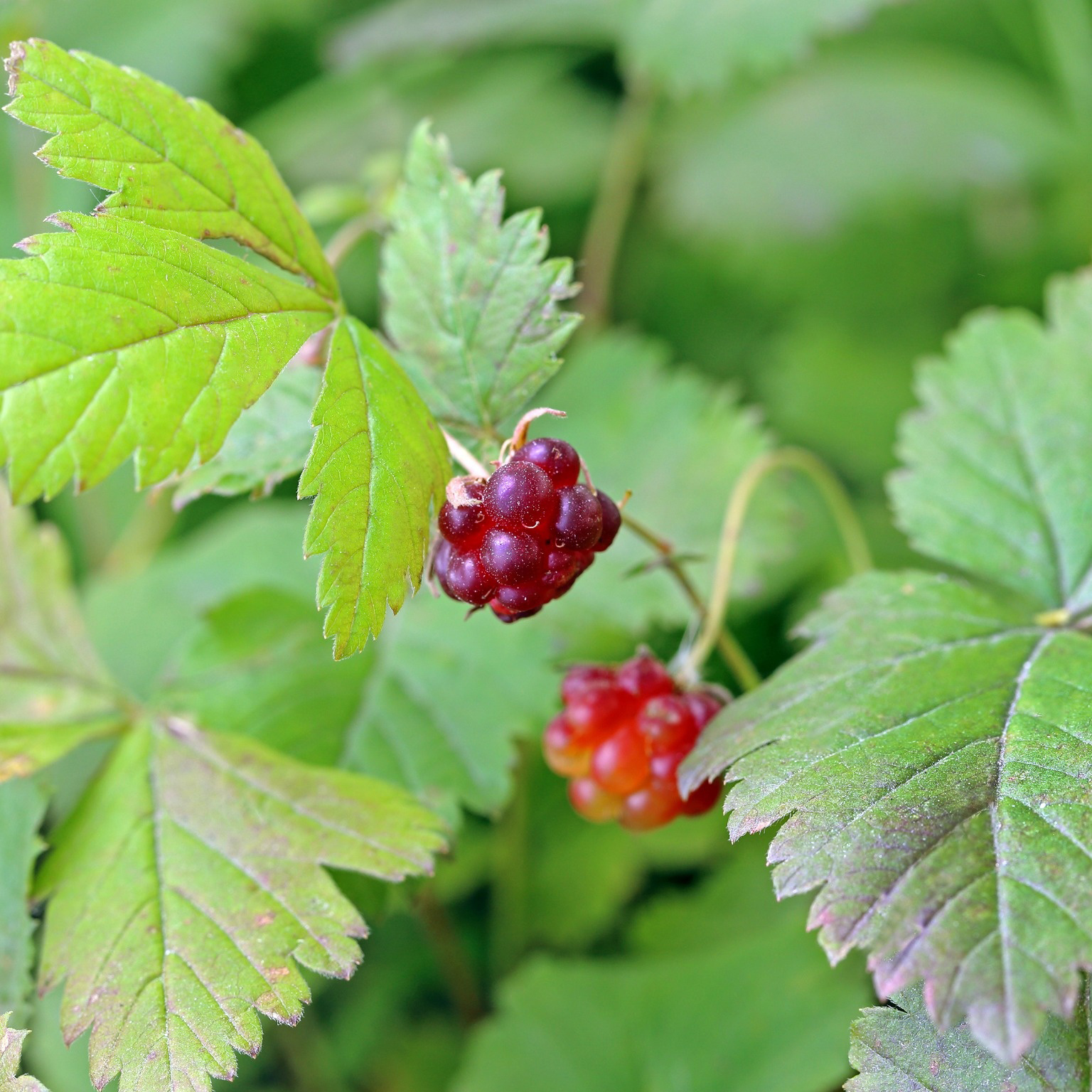 Bärbuske Omnia Garden Allåkerbär Stellarcticus Linda