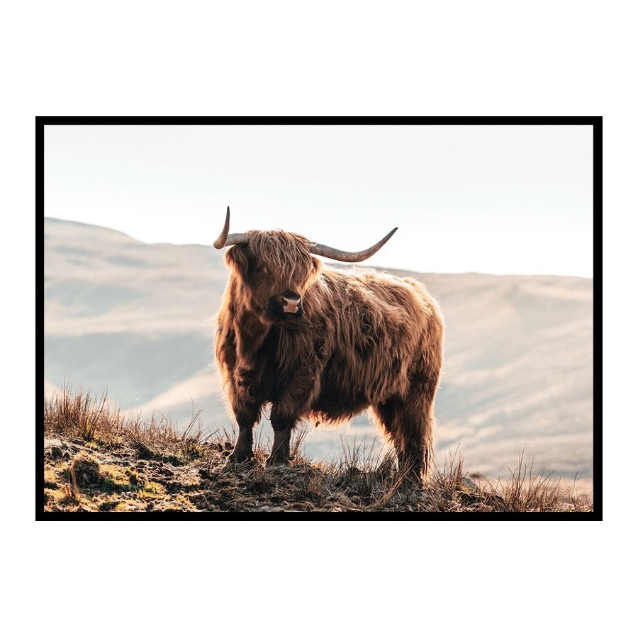 Poster Gallerix Highland Cow In Sunlight