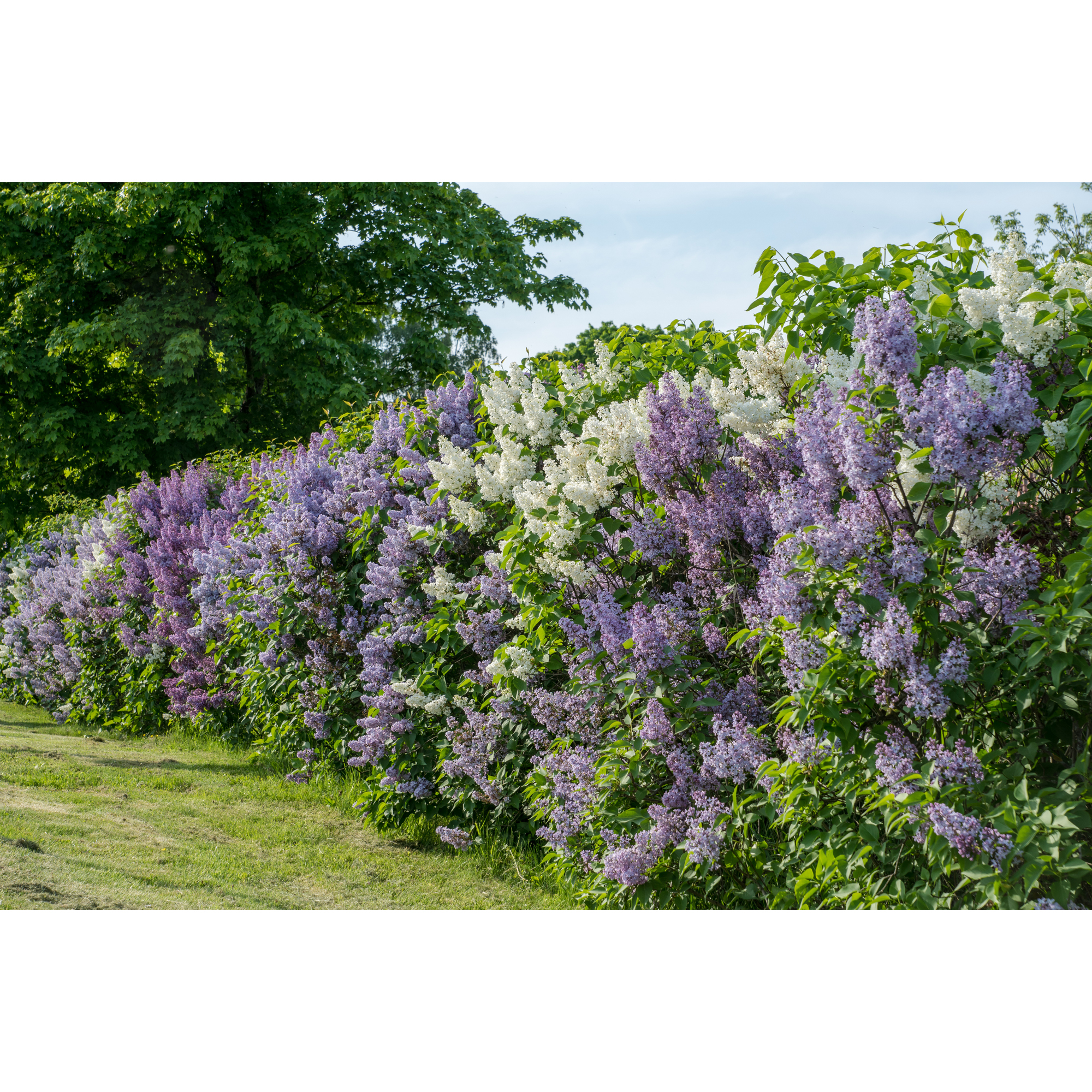 Buske Omnia Garden Syrén 20-40cm Krukodlade