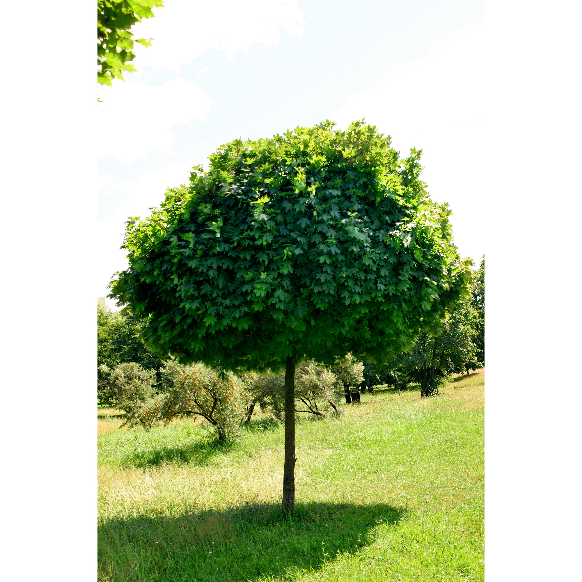 Prydnadsträd Omnia Garden Klotlönn, Grönt Lövverk & Gul Blomning, 8-10cm