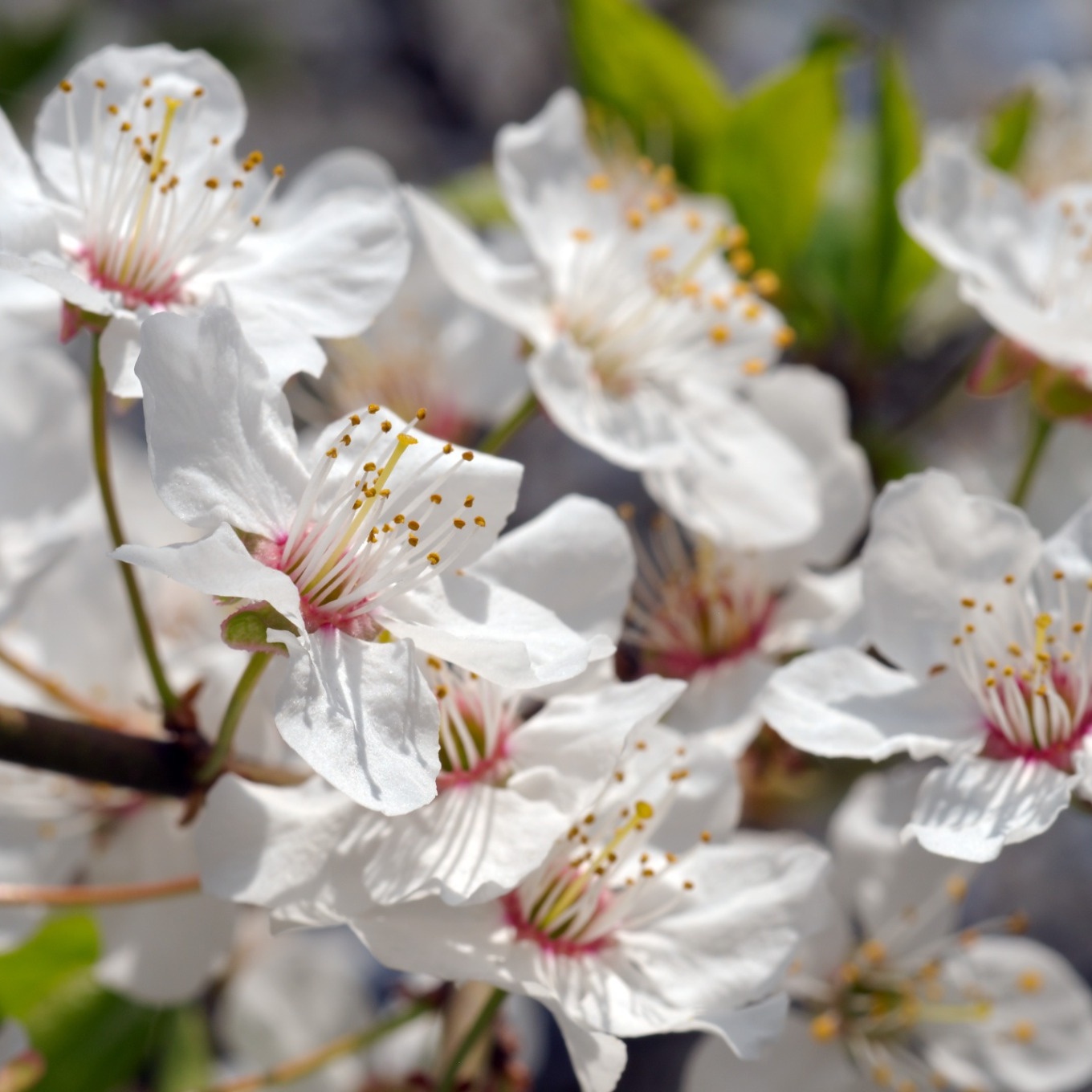 Körsbärsträd Omnia Garden Prunus Avium Sunburst