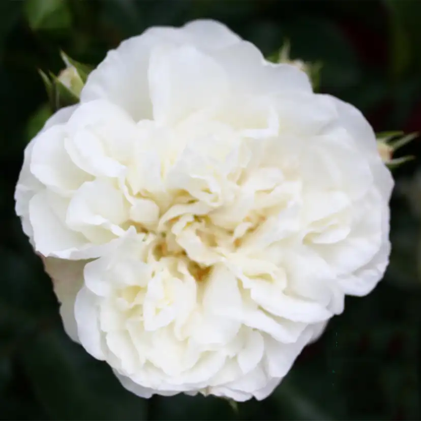 Buskros Omnia Garden Marktäckande White Meidiland