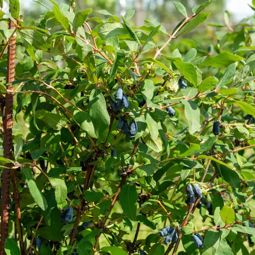 Bärbuske Omnia Garden Blåbärstry Kamtschatica Duet