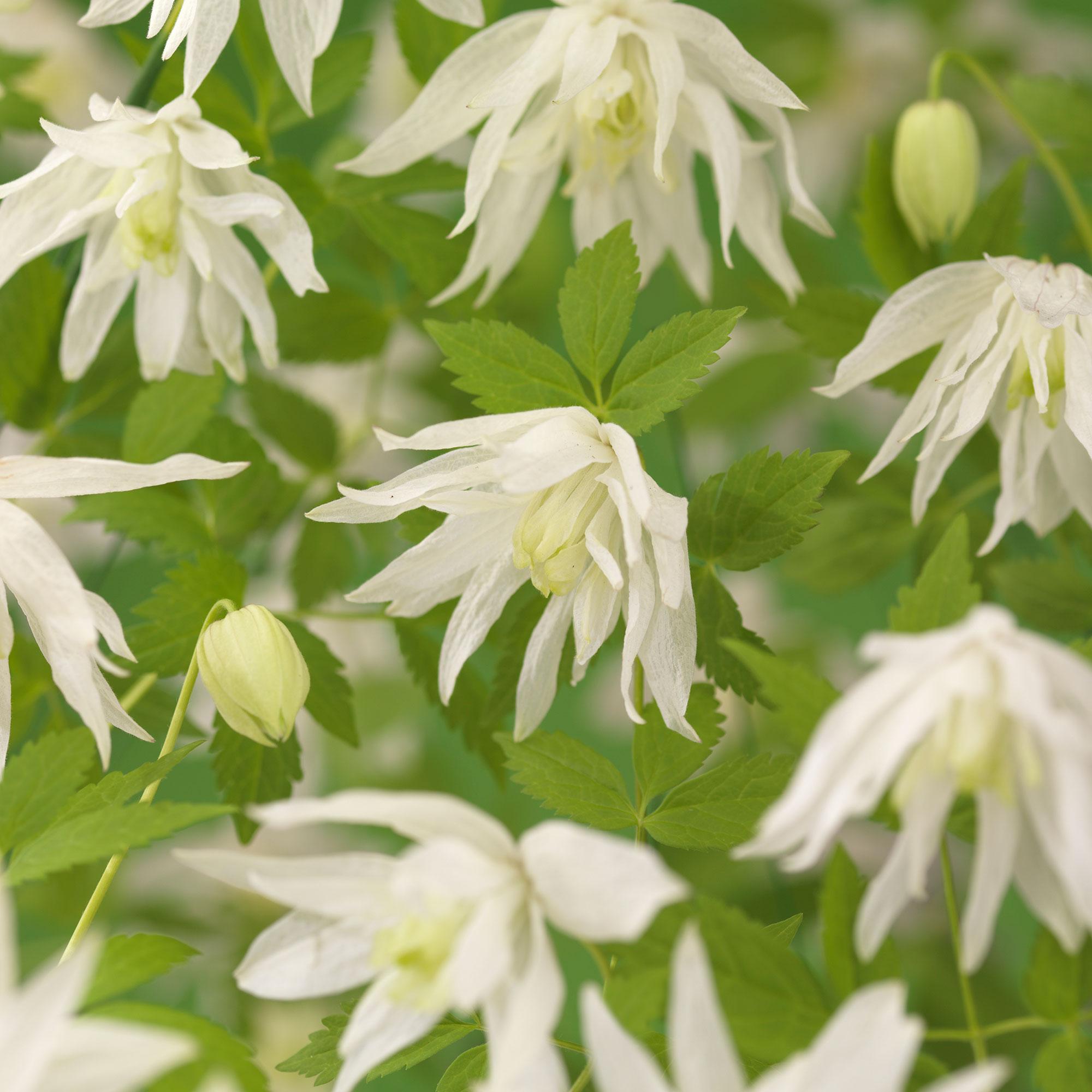 Klätterväxt Hybridklematis Omnia Garden 40-60 cm