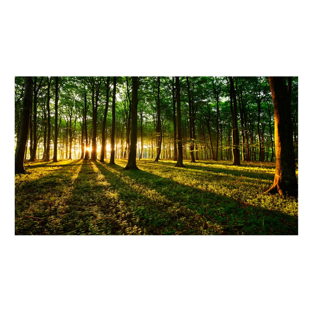 Fototapet Arkiio Självhäftande Mystical Morning II 490x280