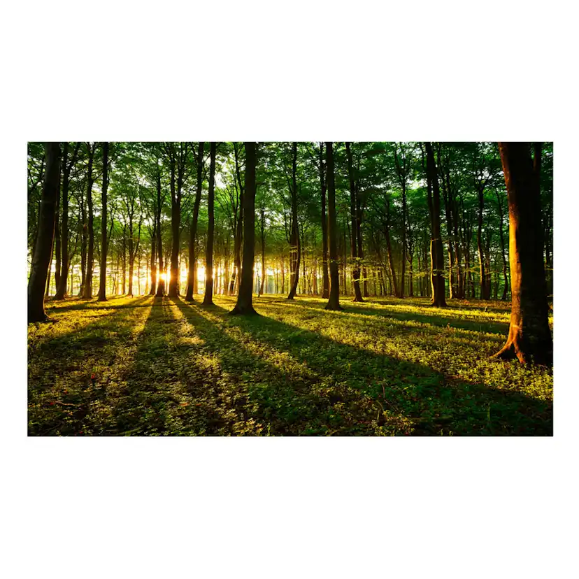 Fototapet Arkiio Självhäftande Mystical Morning II 490x280
