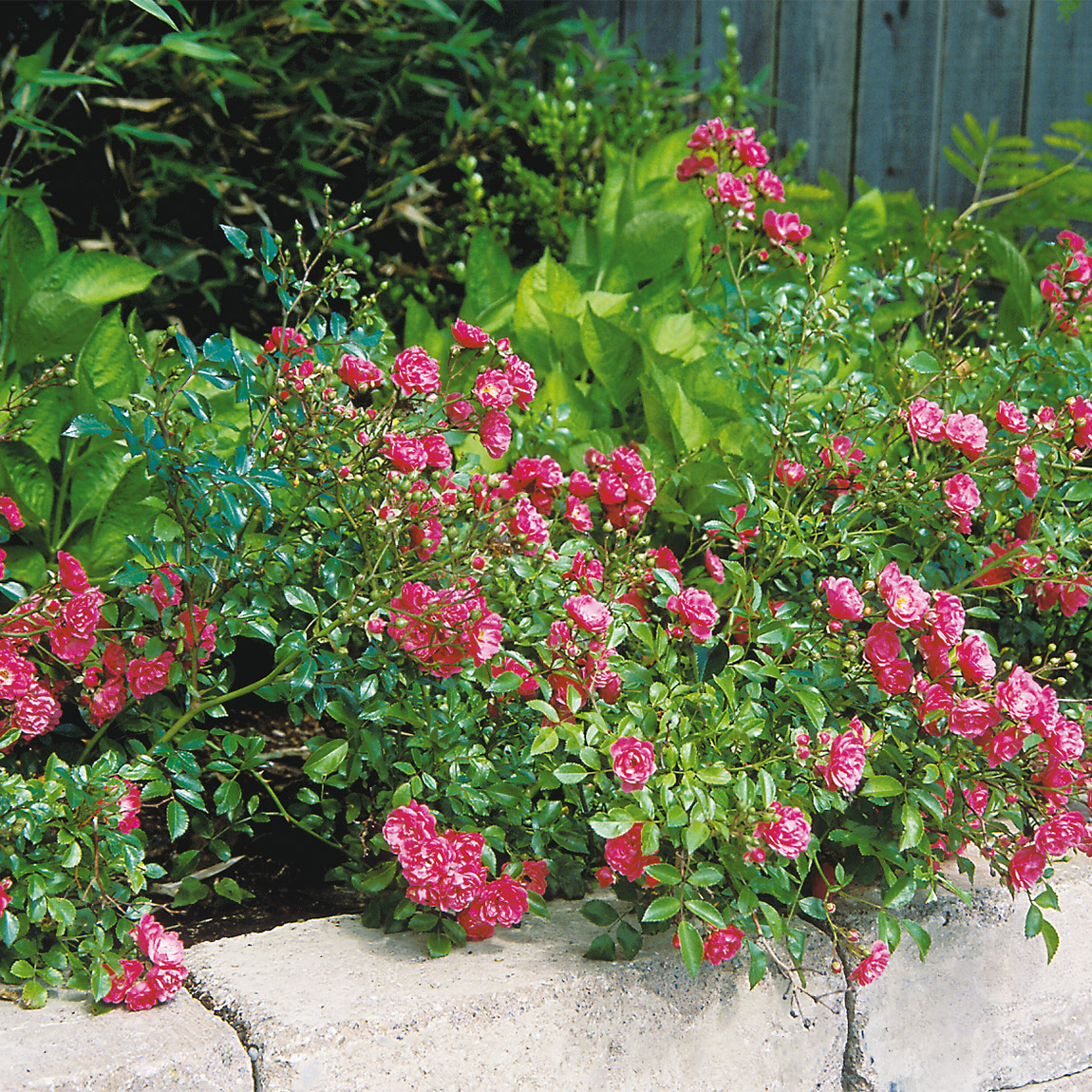 Ros Omnia Garden Marktäckande Fairy Dance