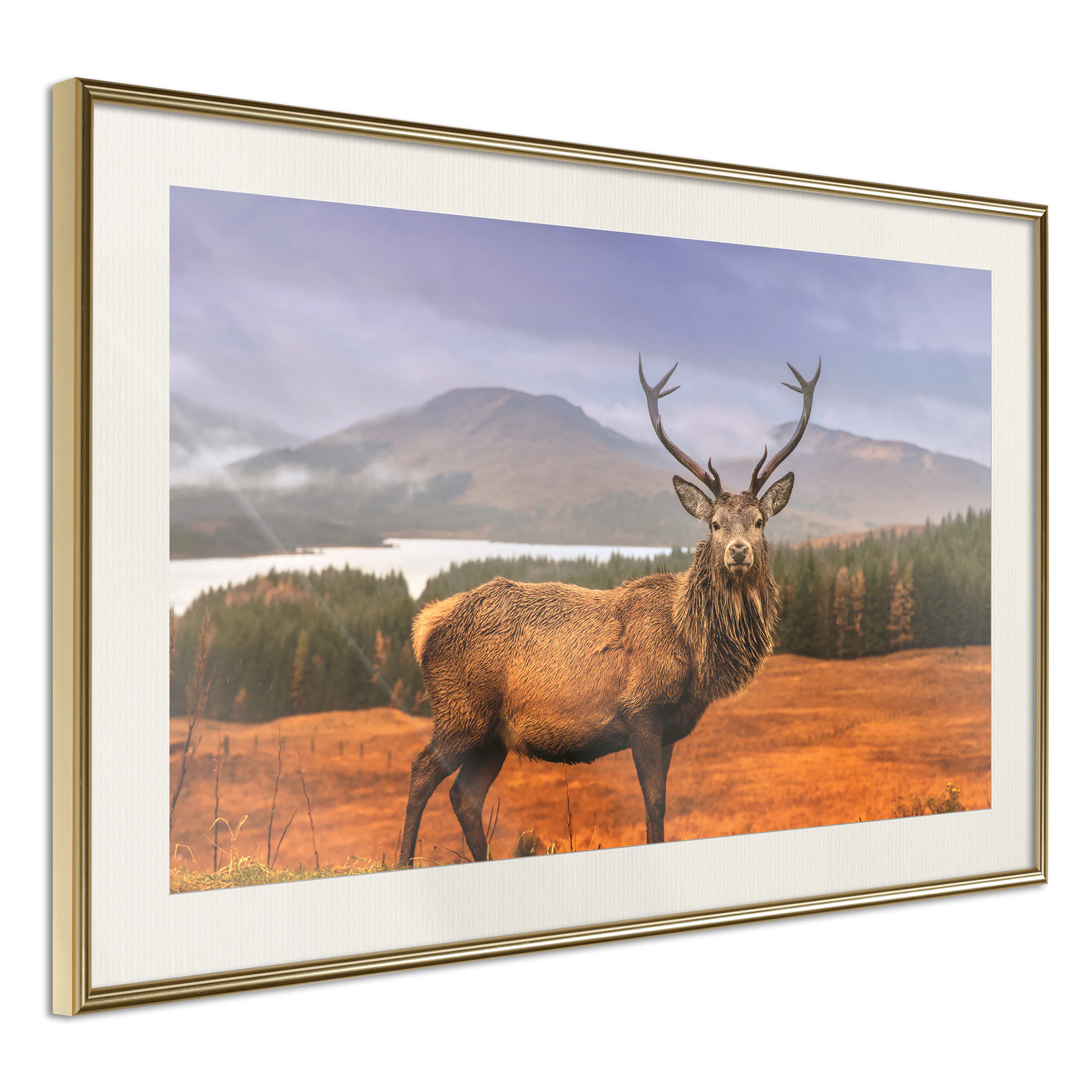 Poster Artgeist Affisch Scottish Stag