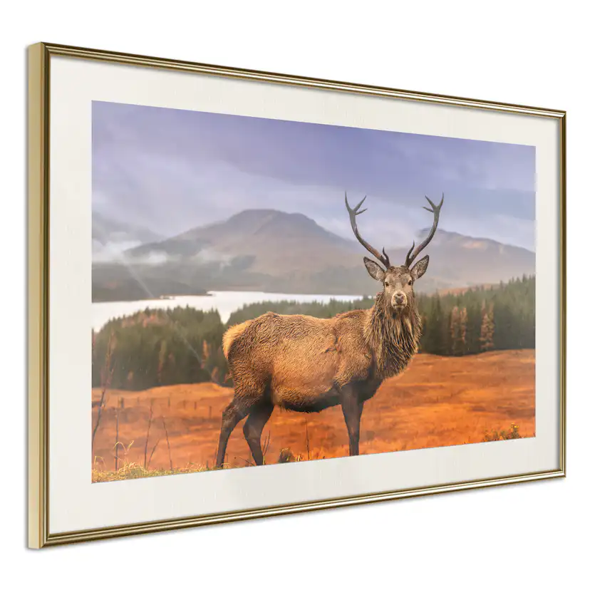 Poster Artgeist Affisch Scottish Stag