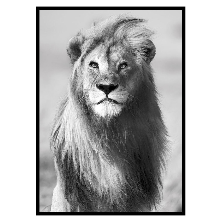 Poster Gallerix Majestic Lion