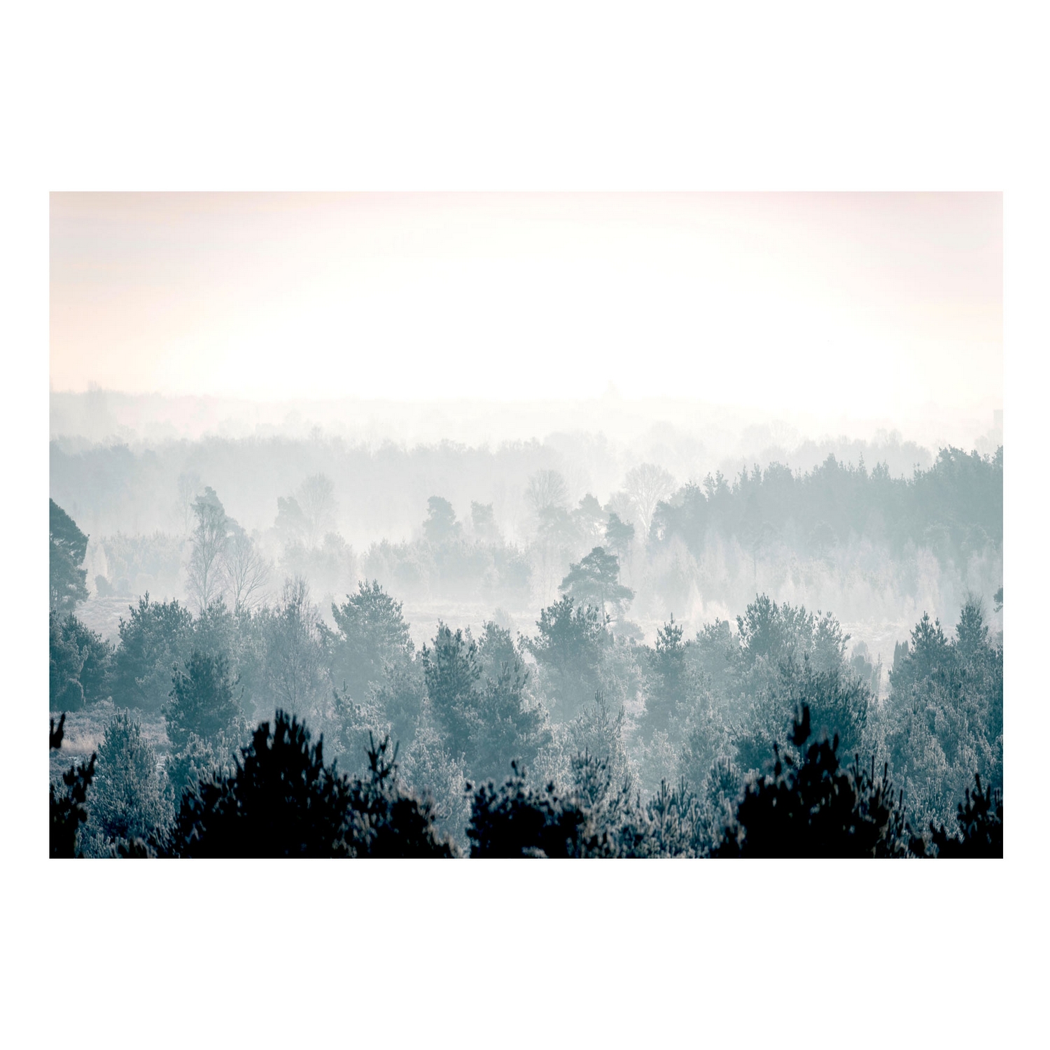 Fototapet Arkiio Självhäftande Winter Forest