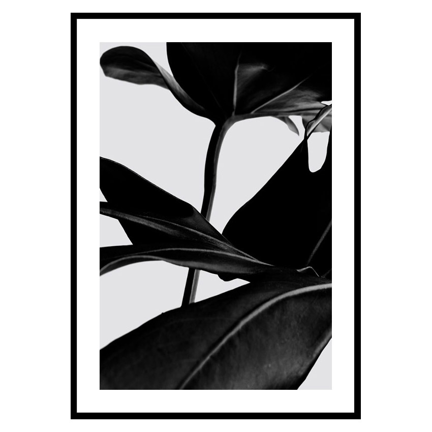 Poster Gallerix Ficus Black