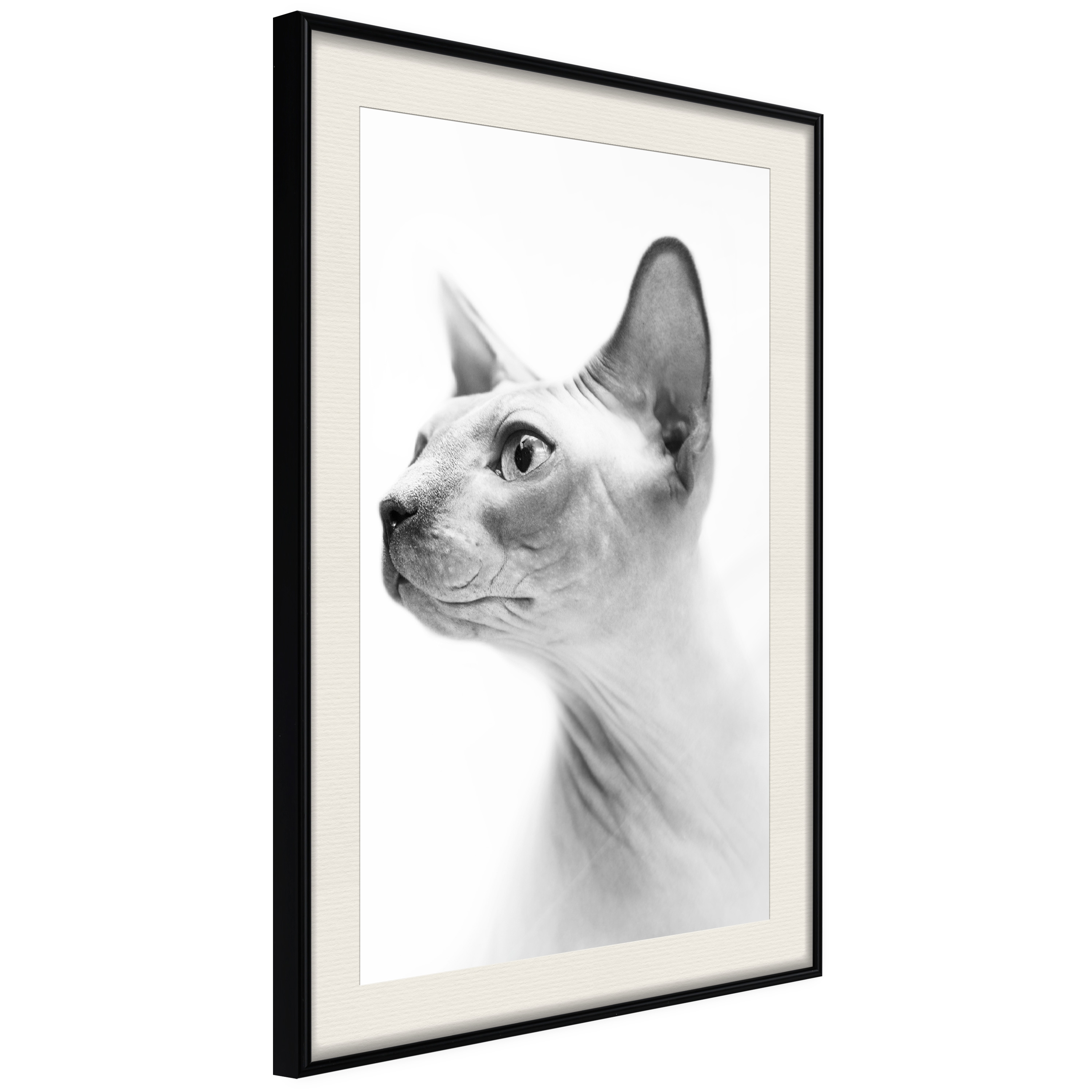 Poster Artgeist Affisch Hairless Cat