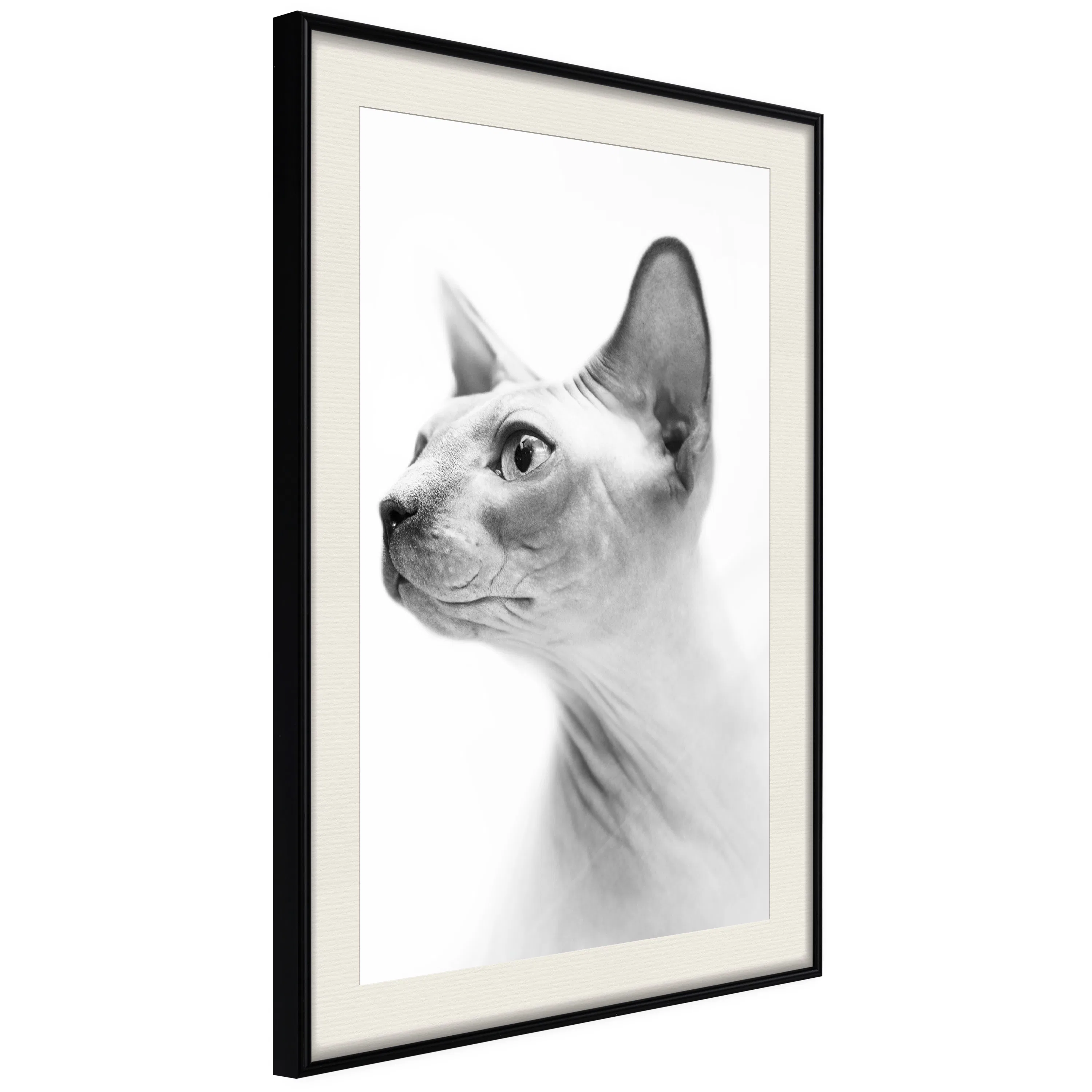 Poster Artgeist Affisch Hairless Cat