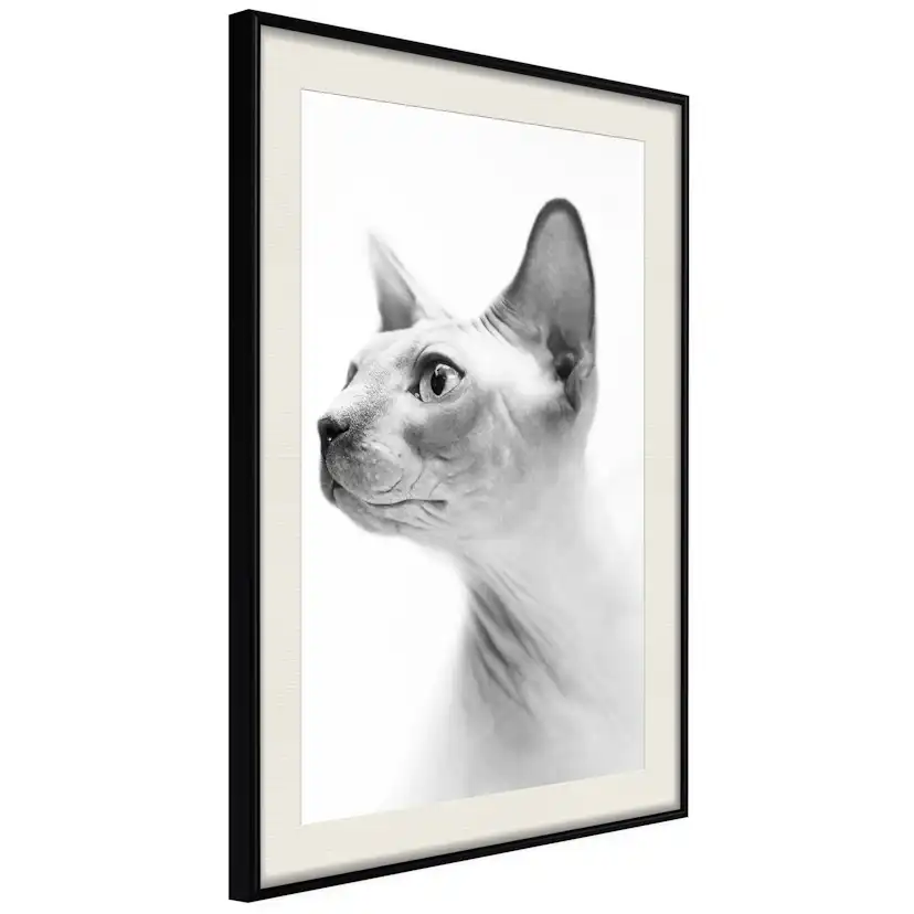 Poster Artgeist Affisch Hairless Cat