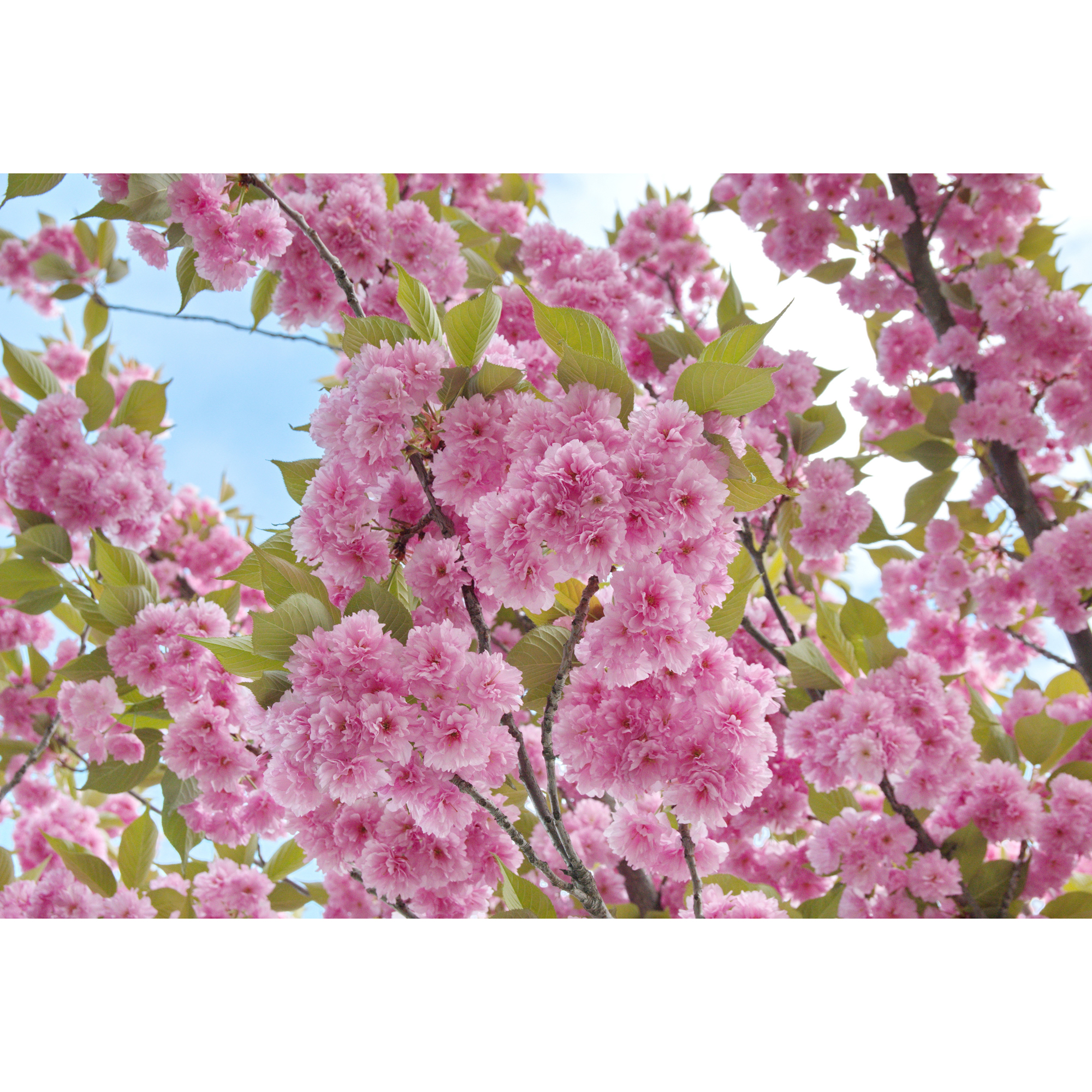 Pryndadsträd Omnia Garden Frilandsodlat Japanskt Körsbärsträd 350-450 cm, Högstamsträd