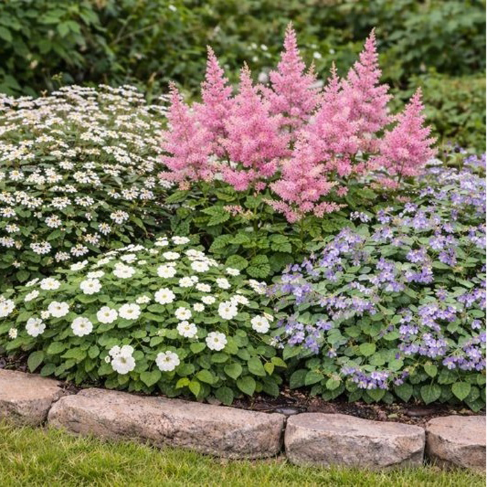 Perenn Omnia Garden Perennpaket Långvarig Trädgård