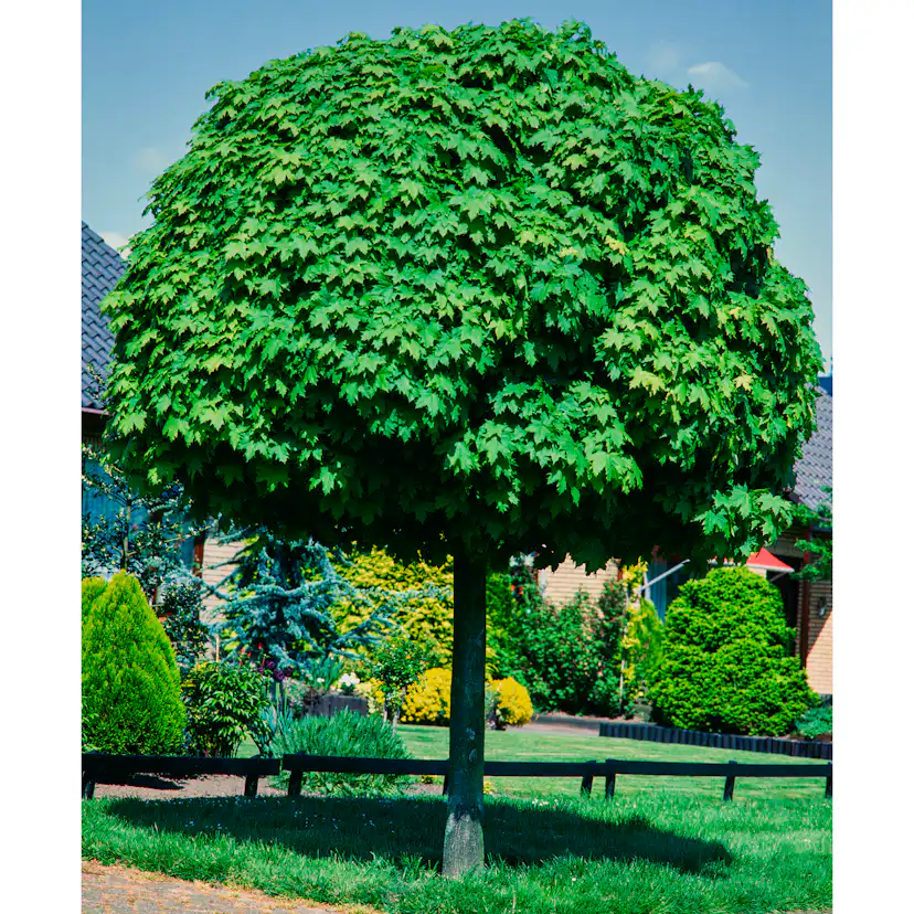 Prydnadsträd Omnia Garden Klotlönn, Grönt Lövverk & Gul Blomning, 8-10cm