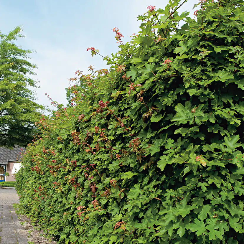 Buske Omnia Garden Naverlönn 50-80 cm