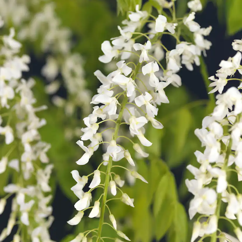 Klätterväxt Blåregn Omnia Garden Alba 40-60 cm