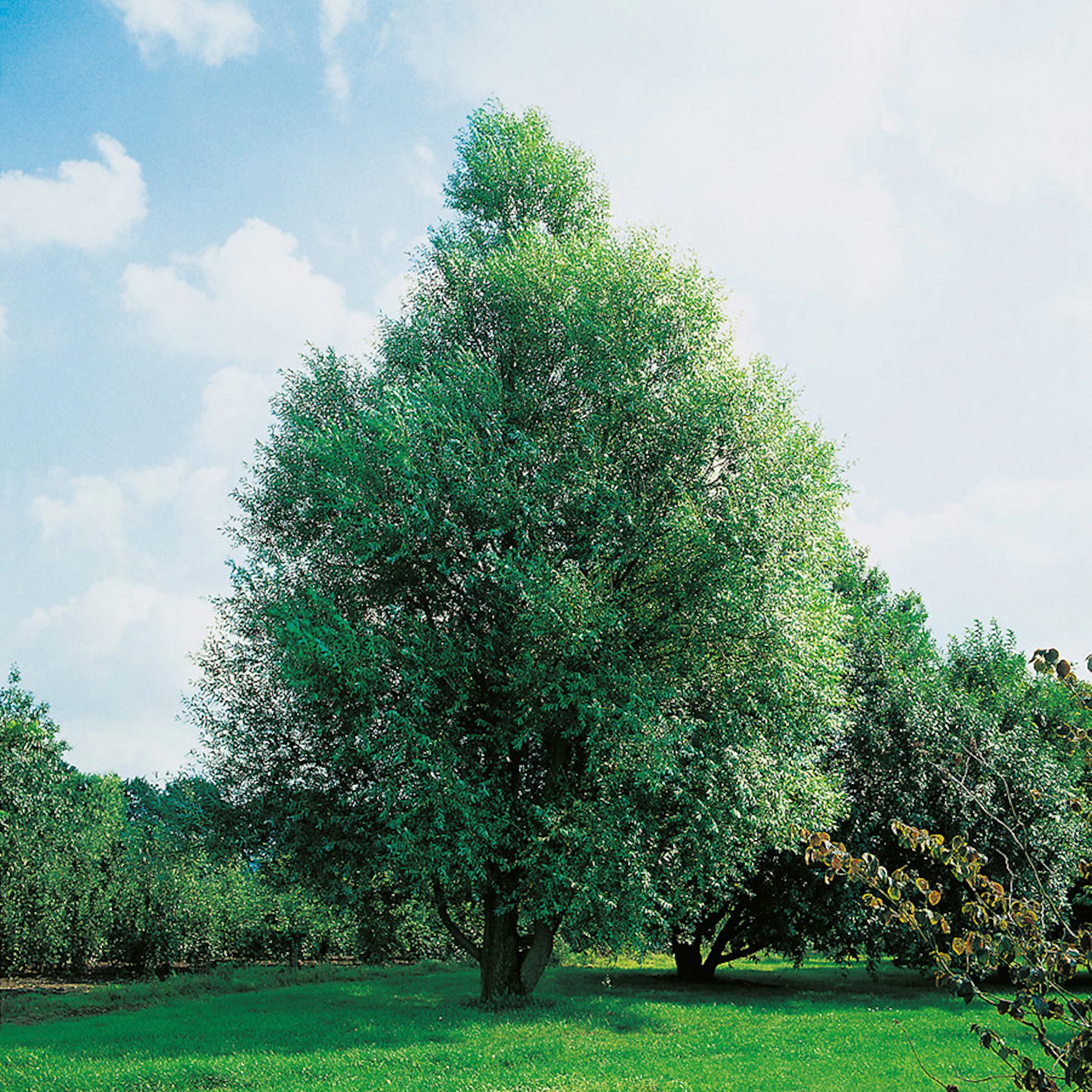 Prydnadsträd Omnia Garden Klotpil, Grönt Lövverk, Lättodlad & Lättskött, 150-200 cm