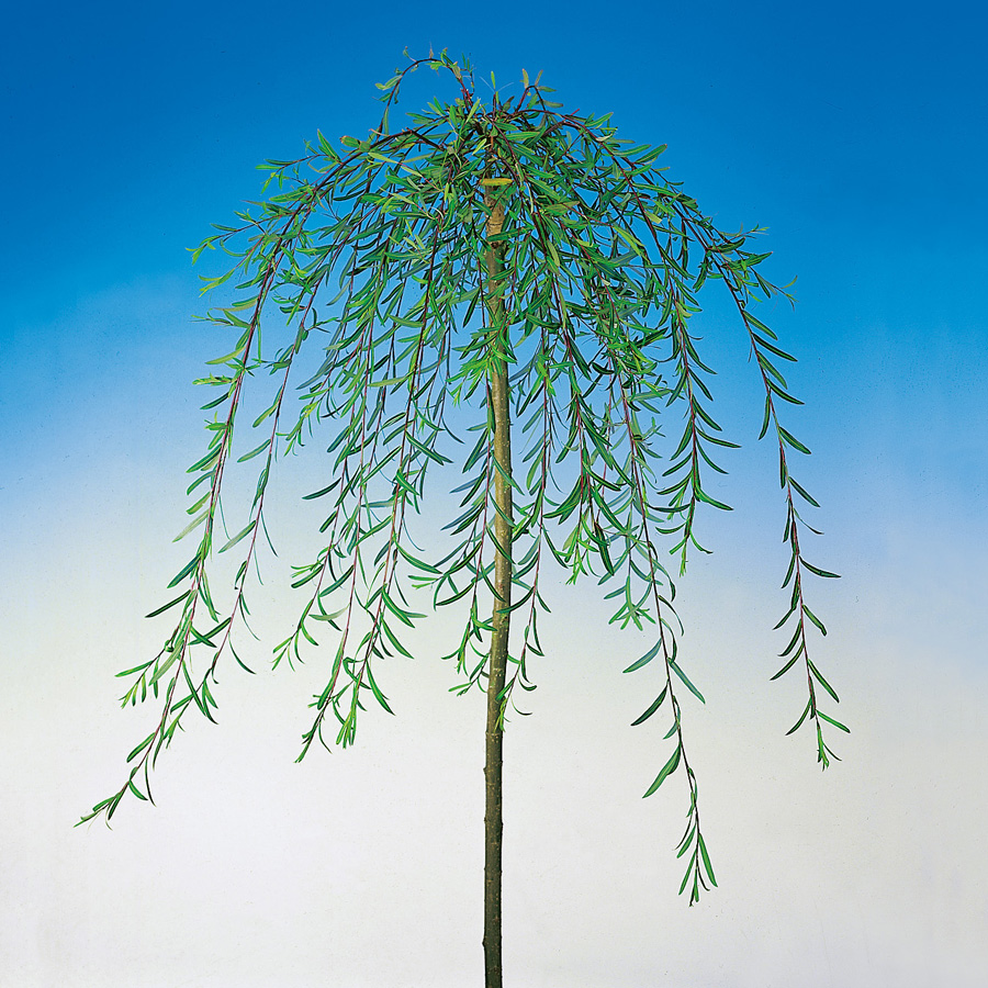 Prydnadsträd Hängvide Omnia Garden 100-120 cm