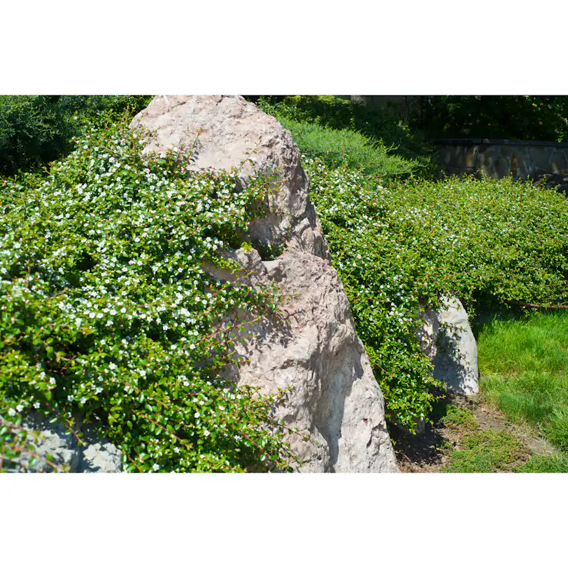Krypoxbär Omnia Garden Småbladig