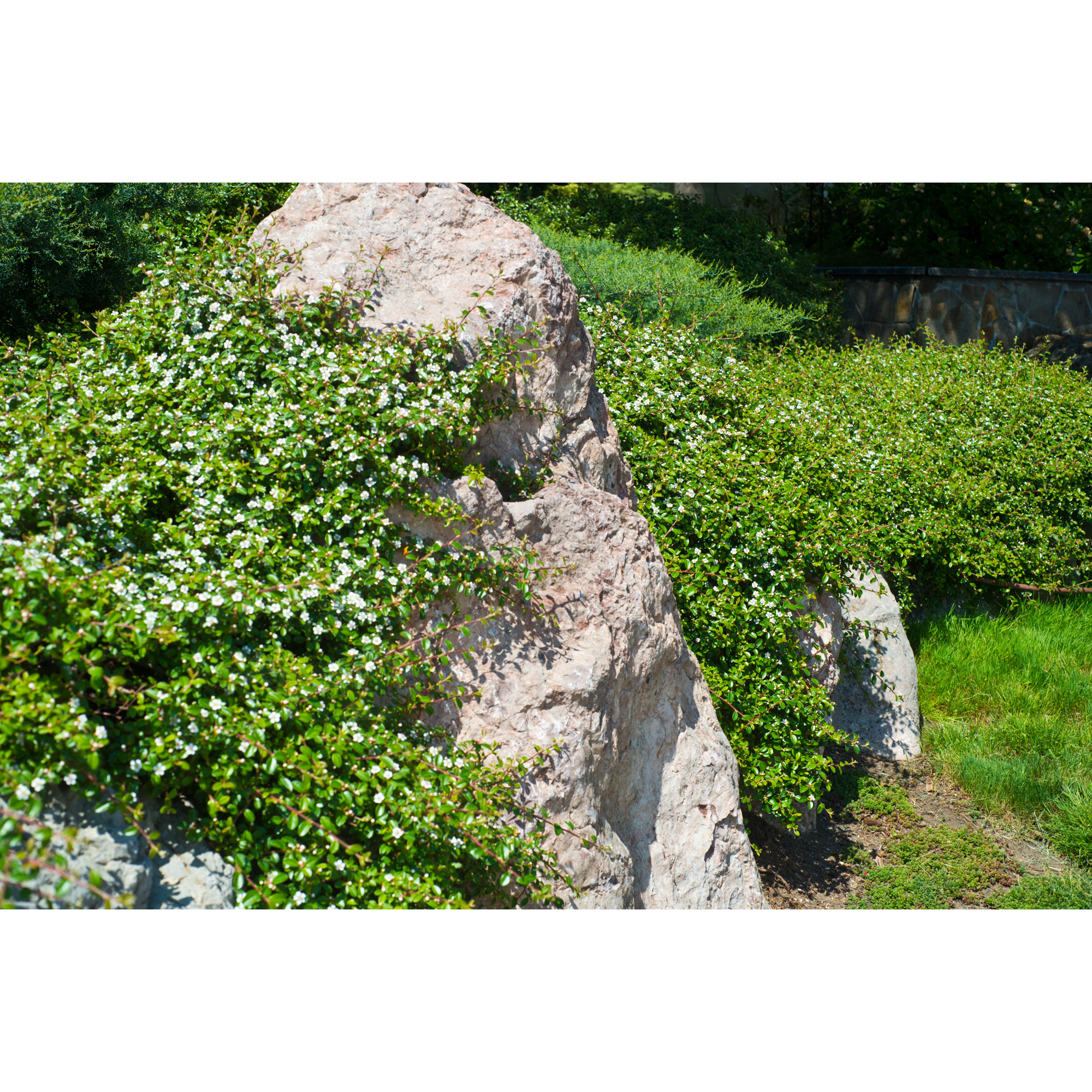Krypoxbär Omnia Garden Småbladig