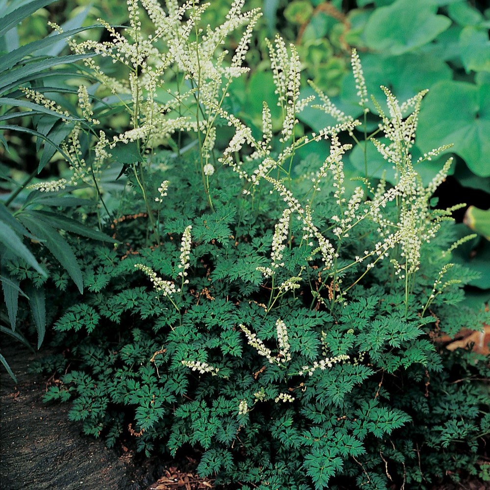 Perenn Omnia Garden Koreansk Plymspirea