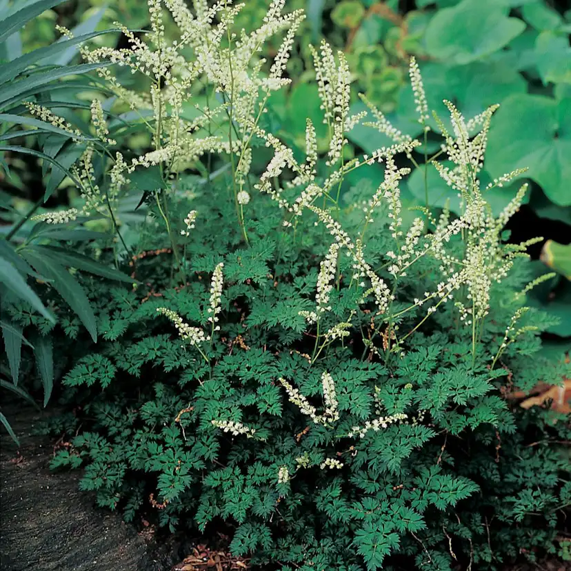 Perenn Omnia Garden Koreansk Plymspirea