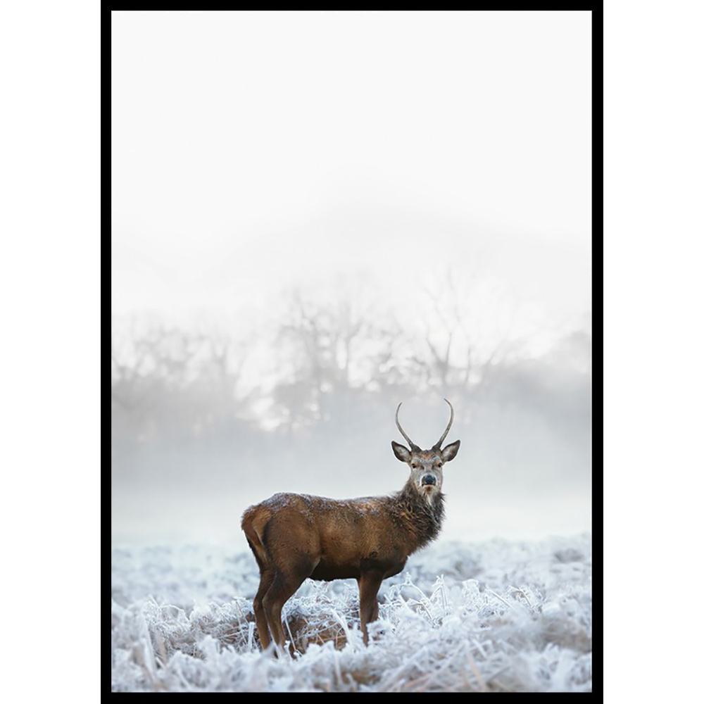 Poster Gallerix Deer In Field