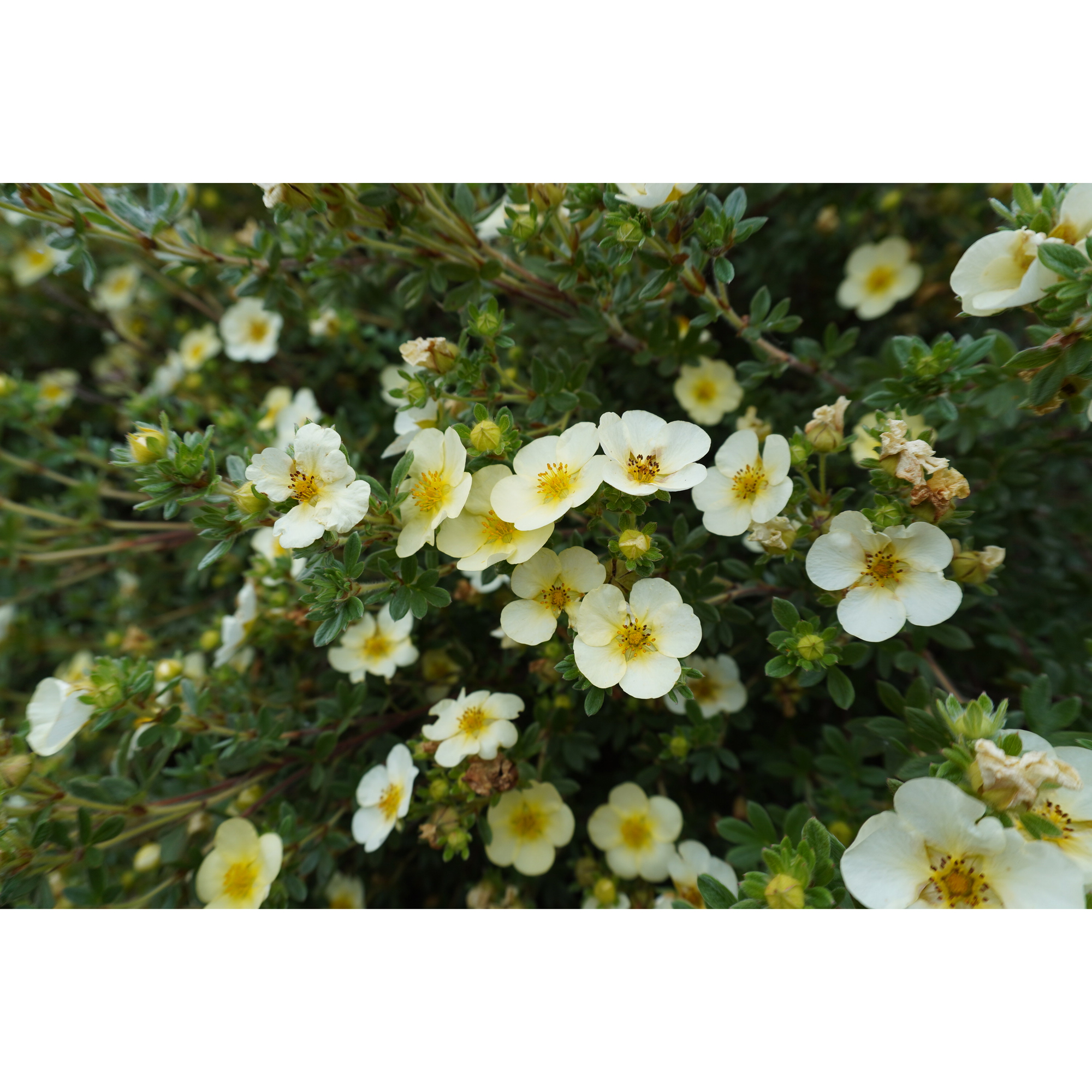 Häck Omnia Garden Trädgårdstok Sandved