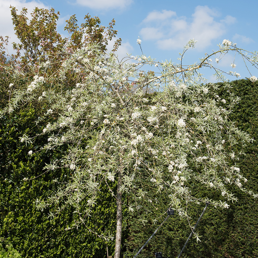 Prydnadsträd Omnia Garden Silverpäron, Grönt Lövverk & Vit Blomning, 100-120 cm