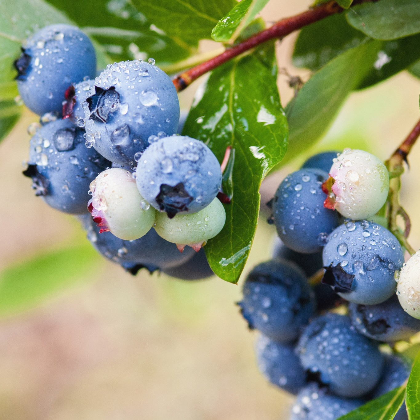 Bärbuske Omnia Garden Amerikanskt Blåbär Vaccinium Corymbosum Alfred E