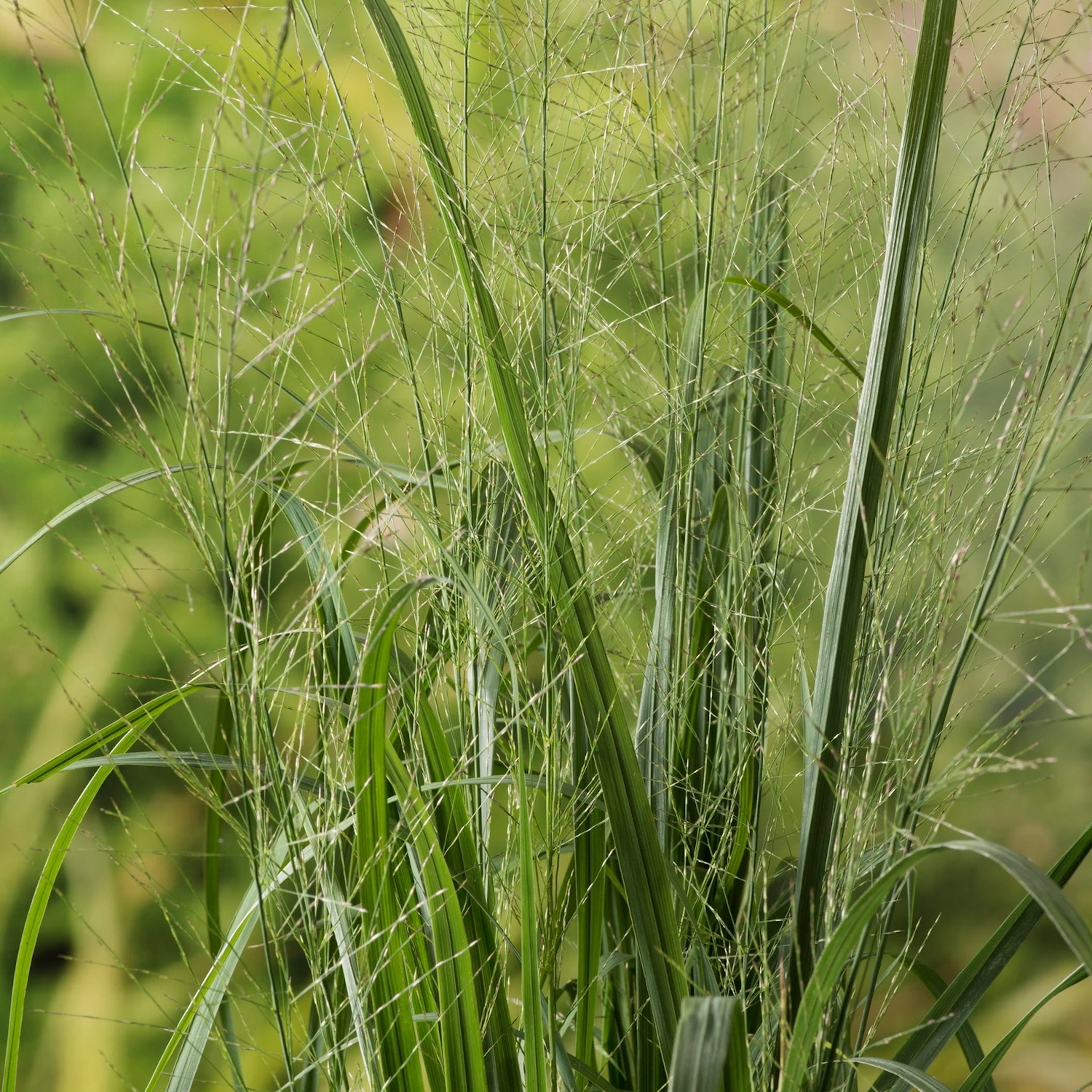 Molinia arundinacea 'Karl Foerster', 2 L 1-pack